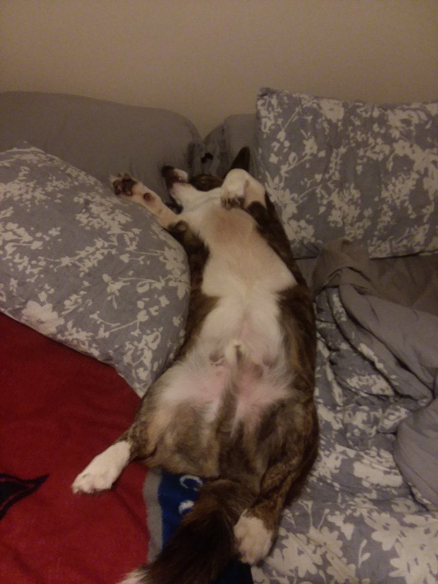 THIScepoin's tweet photo. Someone decided he needed the entire bed. #CorgLyfe https://t.co/NA84WOhzBI