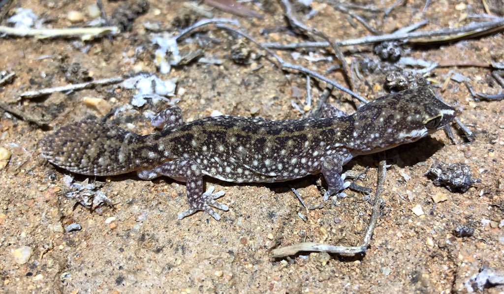 nicolekearney's tweet photo. Everyone in our group of biologists agreed this was the most beautiful Fat-tailed Gecko they had ever seen.
#SimpsonsGap #WestMacDonnellRanges #NorthernTerritory
(Diplodactylus conspicillatus)
Pic by @ecophys #GeckoLove https://t.co/cm4RVAS6V5