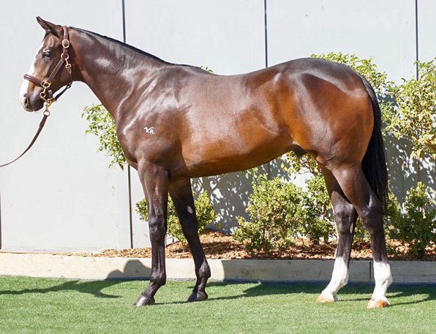 BreedWatchOC's tweet photo. #Trapezeartist (Pic 1) traces back to Raphis, an eight years younger sister to Phar Lap. 

Female line back to to Entreaty, dam of Phar Lap.

Inbred 5x3 to #Bletchingly (Pic 2)

#TheEverest Contender https://t.co/YgD59a500q