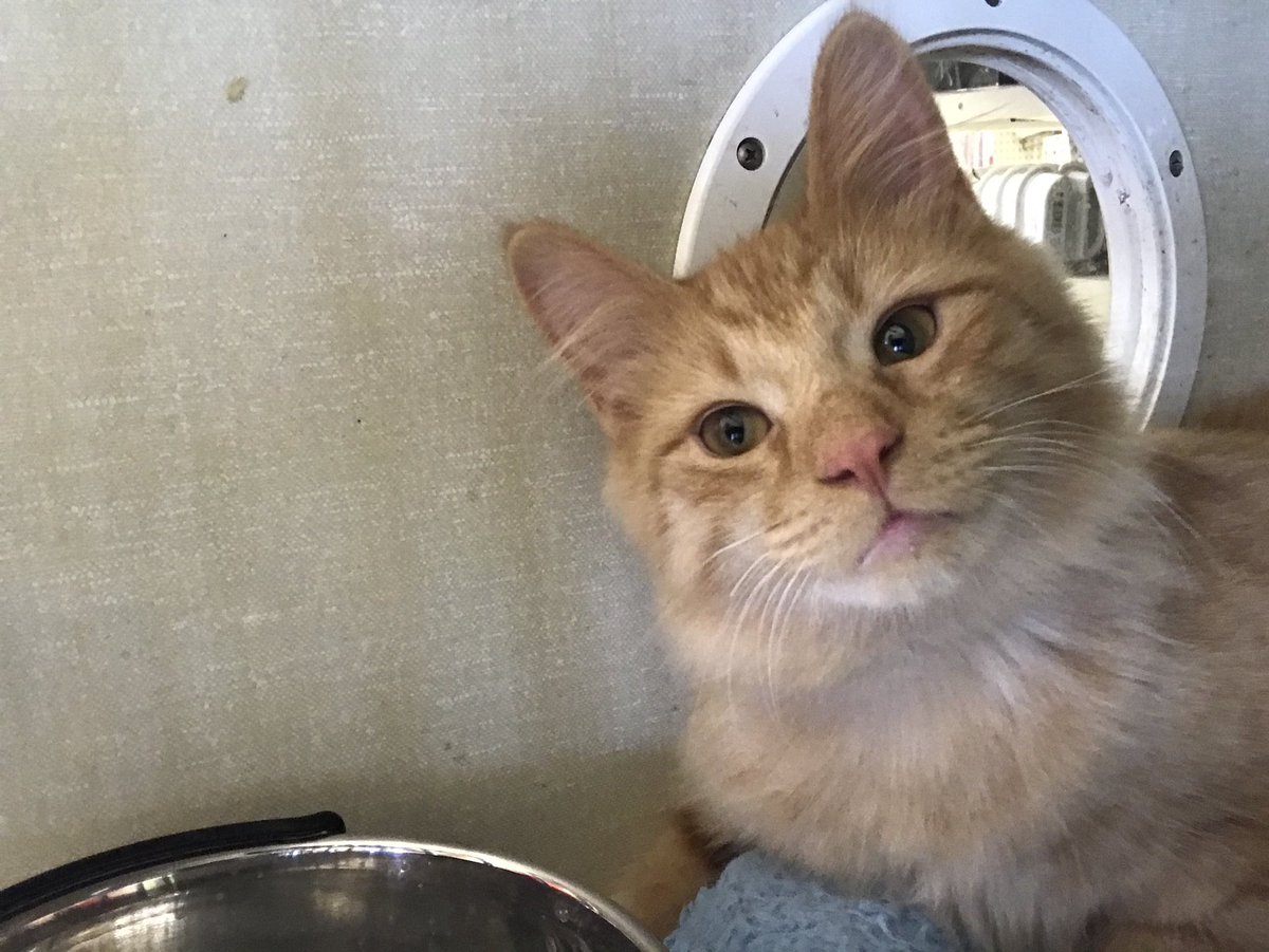 dailycatdosage's tweet photo. New kitty! What should we name him??? https://t.co/qaeaGS9hWn