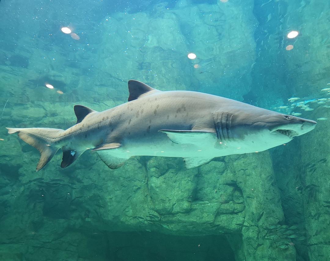 2OceansAquarium's tweet photo. #DidYouKnow that a group of #sharks is called a "shiver" because they are so cool? 🦈😎 

#TrueStory, we promise 😁. https://t.co/5PaKHBzdLh https://t.co/Tter022vuI