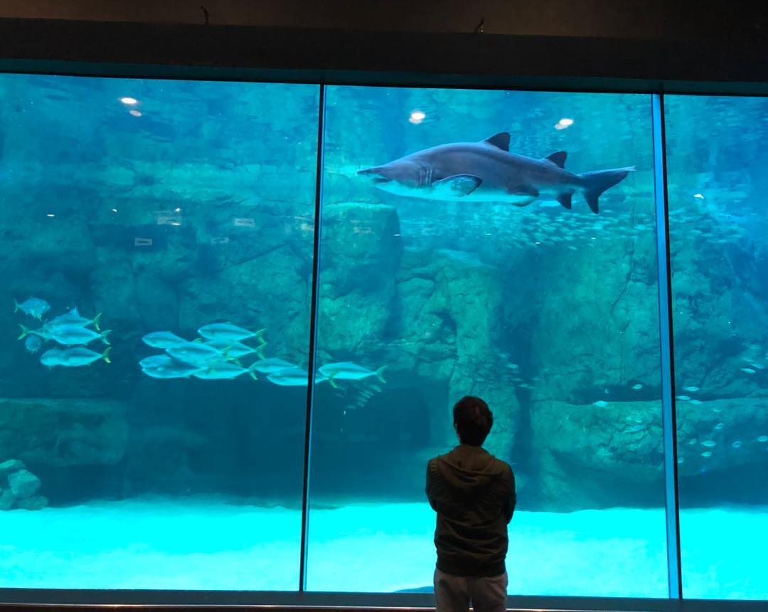 2OceansAquarium's tweet photo. #DidYouKnow that a group of #sharks is called a "shiver" because they are so cool? 🦈😎 

#TrueStory, we promise 😁. https://t.co/5PaKHBzdLh https://t.co/Tter022vuI