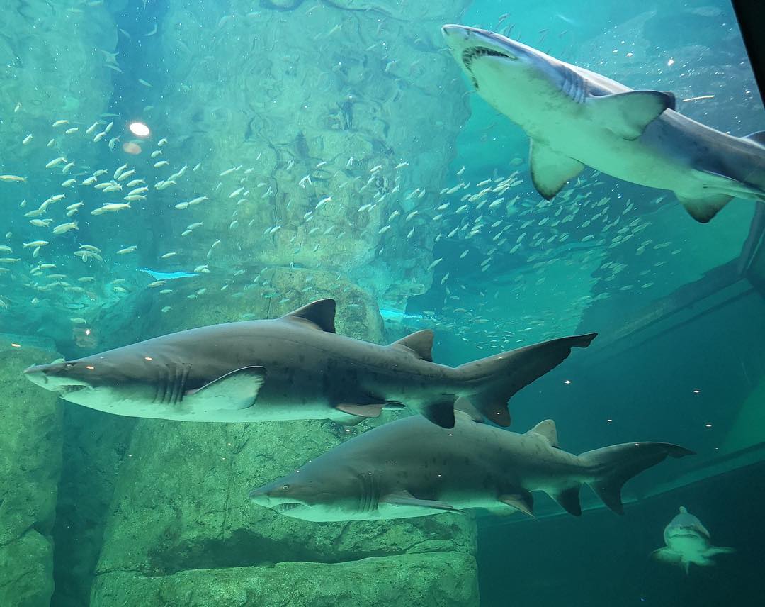 2OceansAquarium's tweet photo. #DidYouKnow that a group of #sharks is called a "shiver" because they are so cool? 🦈😎 

#TrueStory, we promise 😁. https://t.co/5PaKHBzdLh https://t.co/Tter022vuI