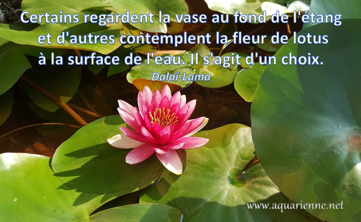 Aquarienne Patricia Dieghi Auf Twitter Citation Certains Regardent La Vase Au Fond De De L Etang Et D Autres Contemplent La Fleur De Lotus A La Surface De L Eau Il S Agit D Un Choix Aquarienne Patricia Dieghi Auf Twitter Citation Certains Regardent La Vase Au Fond De De L Etang Et D Autres Contemplent La Fleur De Lotus A La Surface De L Eau Il S Agit D Un Choix