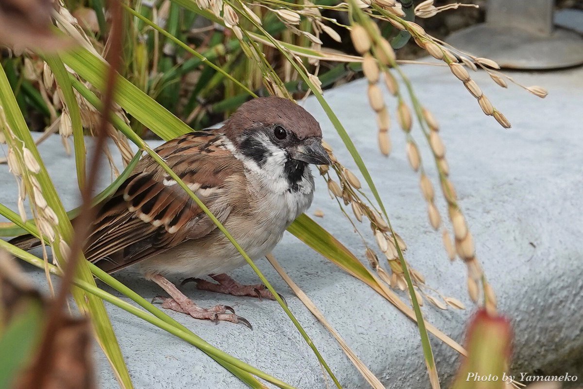 yamaneko7's tweet photo. 新米おいしいねぇ(^q^)
#スズメ#野鳥 #野鳥観察 #野鳥撮影 #野鳥写真 #鳥撮り部 #野鳥倶楽部 #SONY #Cybershot #RX10M4 #コンデジ写真部 #コンデジ野鳥ハント部 #コンデジら部 #feather_perfection #birds_illife #ip_birds #bd_pro #naturenoedit #life_animal_ #ip_connect #ourfunnynature https://t.co/1sZkoZatB3