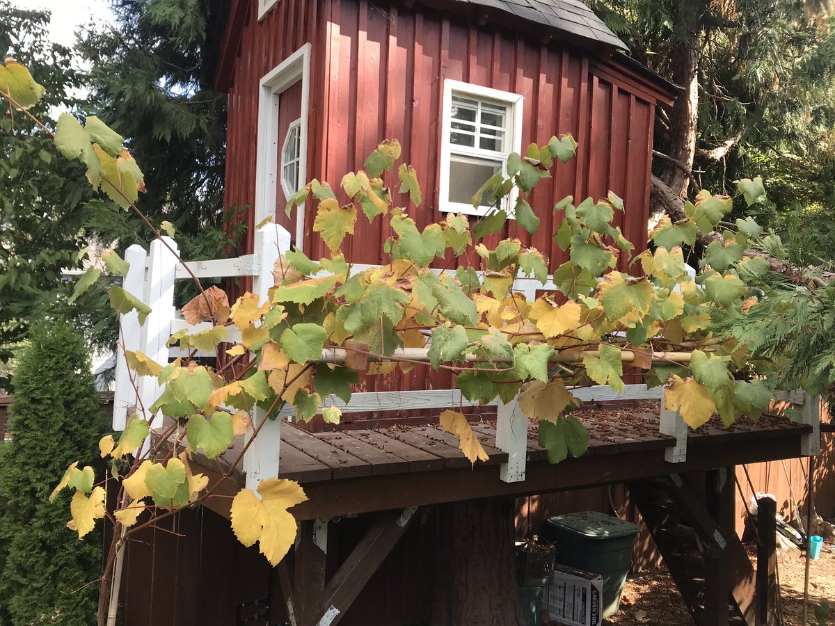 Concord grape in our Dripio garden turning into fall colors 🍁 🍇 To learn about technology we are developing visit us at dripio.com💦
#concordgrapes #smartgarden #smarthome  #smartwatering #smarttechnology #smarttech #dripirrigation #kickstarter #pdx #garden