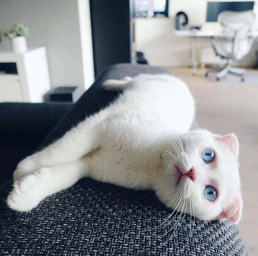 Cats Bible 🐱 tweet media