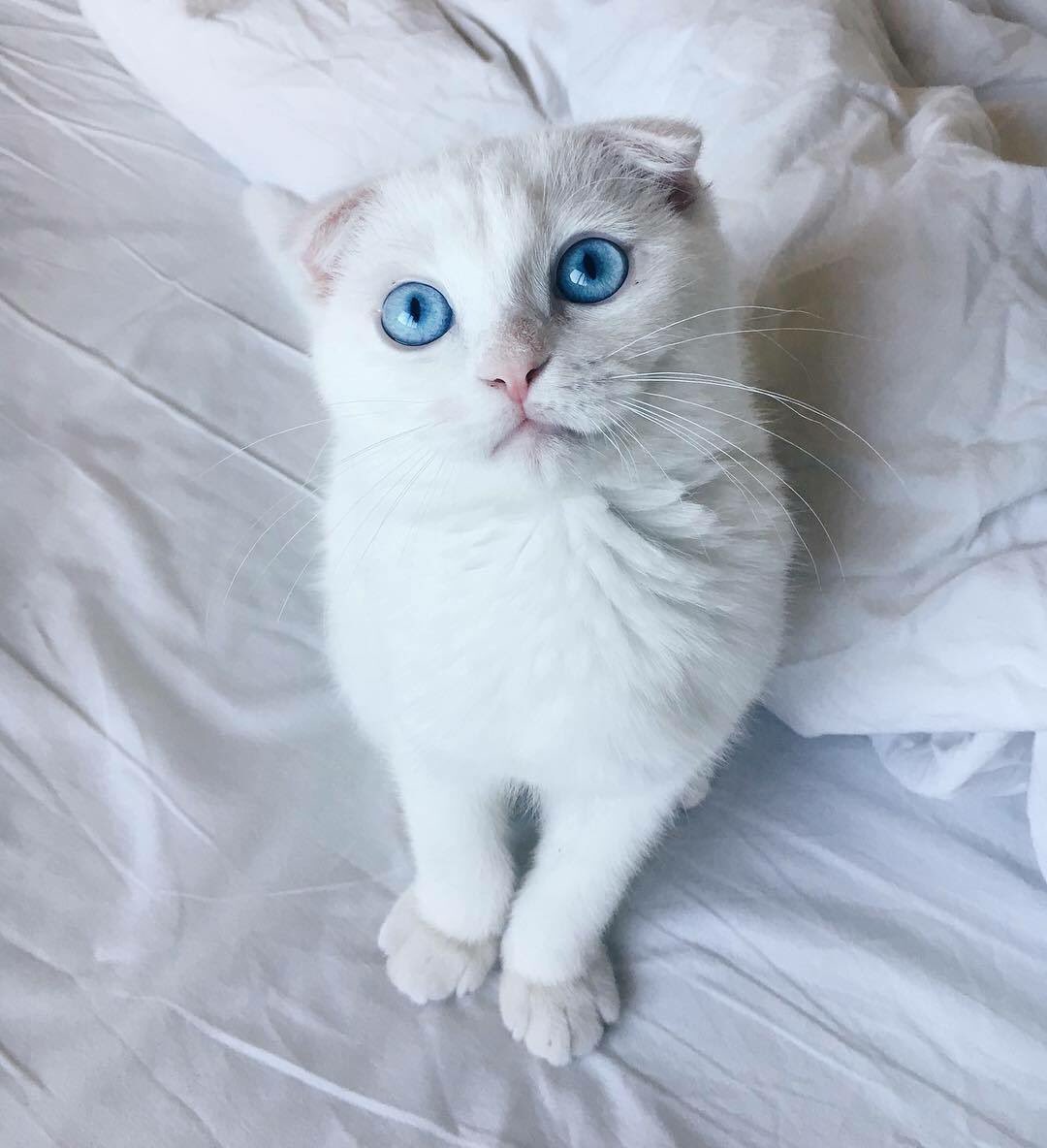 Cats Bible 🐱 tweet media