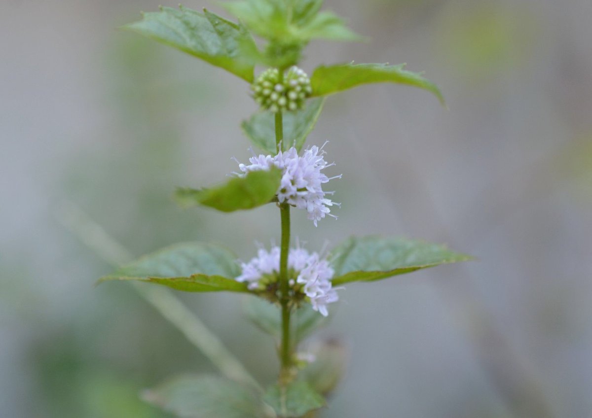 オンジ در توییتر ミントの花です 何ミントかは分からないけど 葉っぱを一枚揉んでみたら爽やかなミントの香りがしました ミントの種類は3 500種以上あるんですって