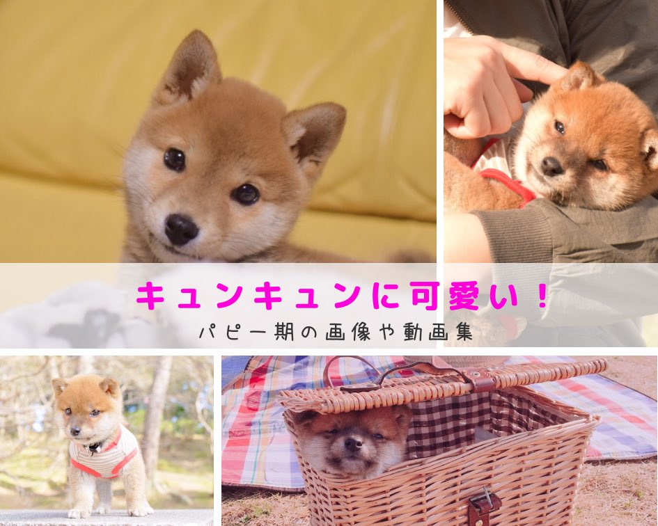 柴犬りんご郎 新作動画 キュンキュンに可愛い パピー期の画像や動画集 動画はこちらから T Co Nunwbdfvvz