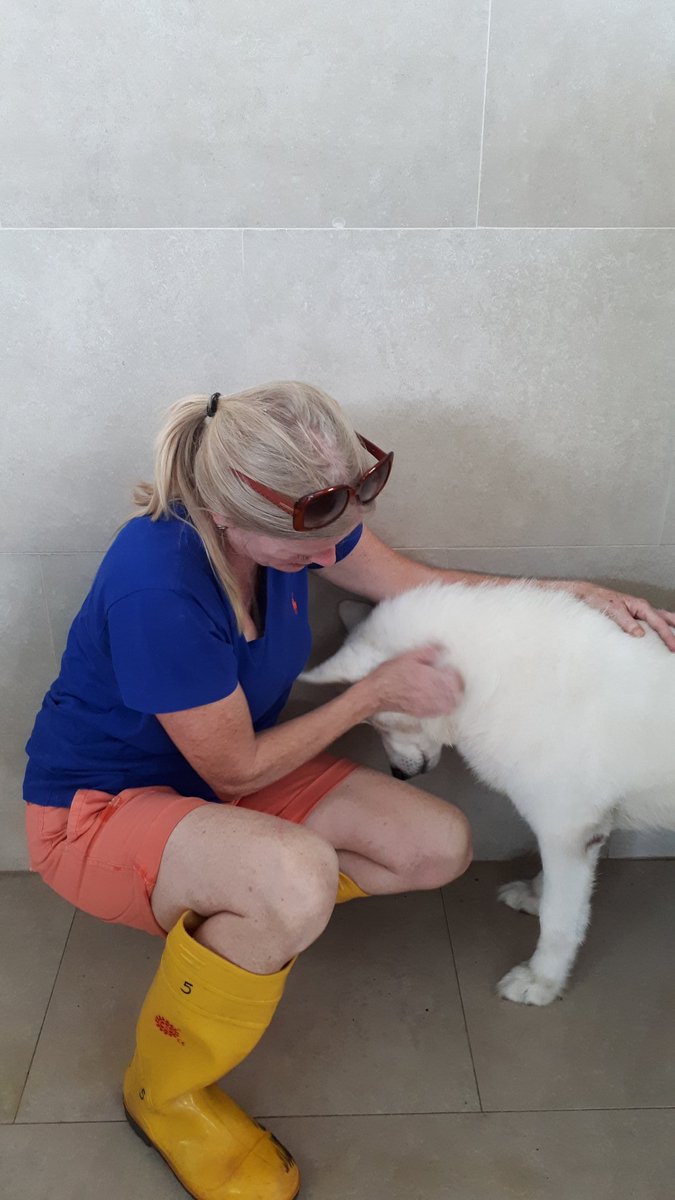 An absolute honour to volunteer @spcasingapore with the abandoned Beauties here #AdoptDontBuy #adoptdontshop @bybenjidogtreat <a href="/dotty4paws/">Dotty4Paws</a> <a href="/UnitedDogdom/">United Dogdom</a> <a href="/WillowAnCabbage/">CorgisCabbage&AngelWillow</a> <a href="/RSPCA_official/">RSPCA (England & Wales)</a> <a href="/chelsea_dogs/">Chelsea Dogs</a> #dogs #dogsofinstagram