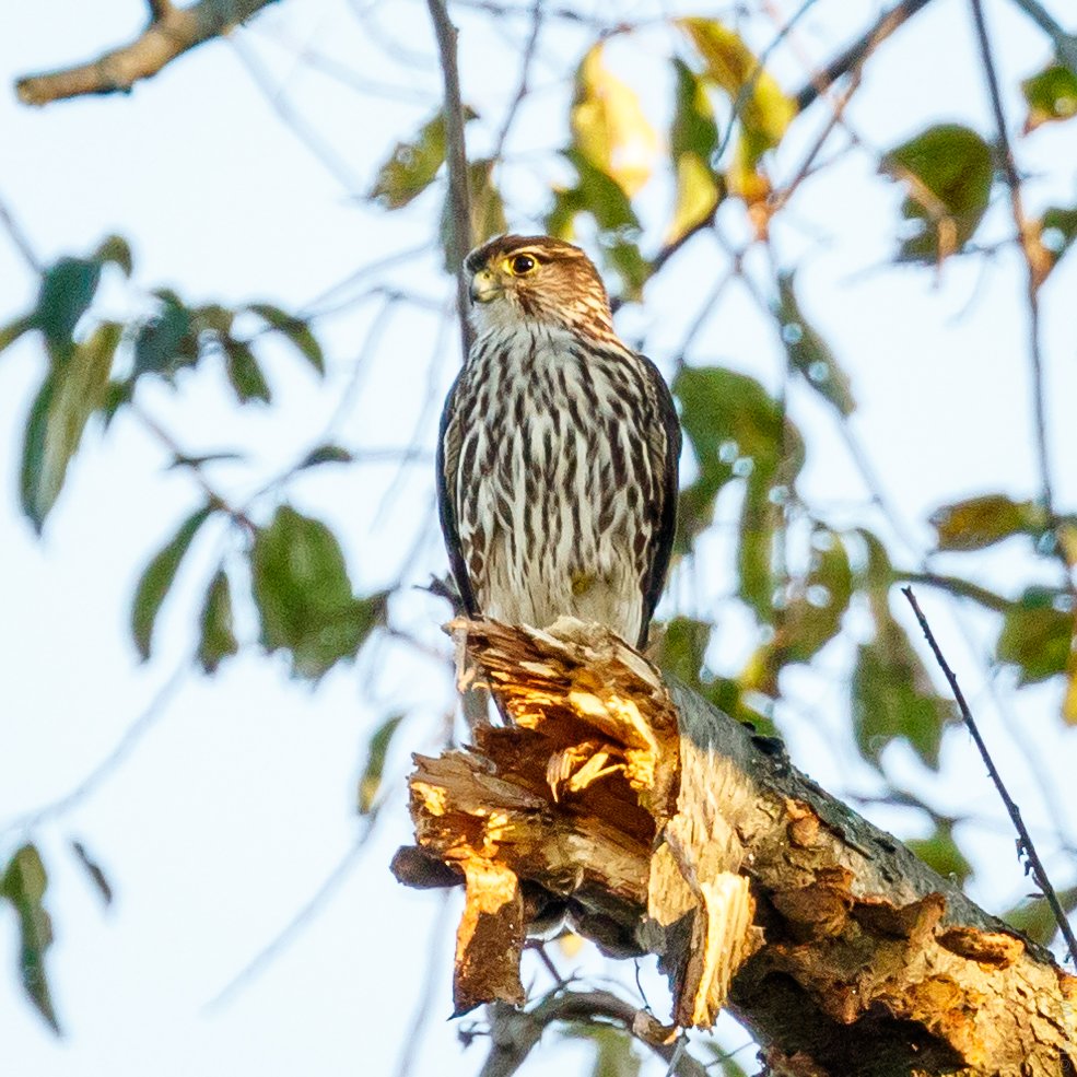 subtraho's tweet photo. A Merlin surveys its domain from a high perch

#merlin #falcon #areyouawizard
#wildlife #wildlifephotography #birding https://t.co/hPXnQCKtQq