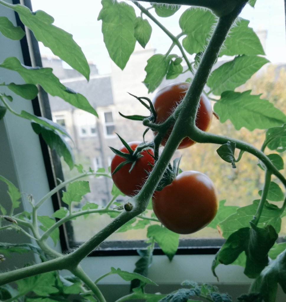 Orsza's tweet image. One of ways to go #plasticfree is to #growyourown food! It's been just a seed in April and now another 🍅 🍅 🍅 are ready to harvest! #myclimatechanges #beyondthetarget #2050startsnow
