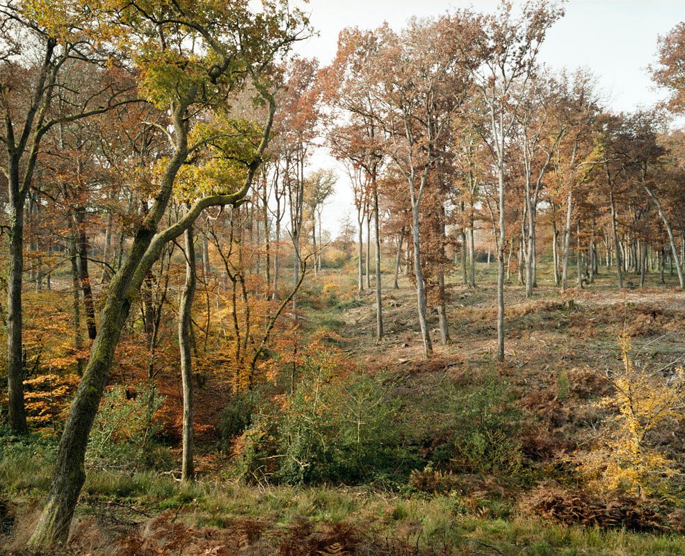 mvtcolibris's tweet photo. Lâchez Twitter, partez en forêt !
- euh, il pleut, là...
- ah, alors lisez ce dossier Forêts exceptionnel, sur #ColibrisLeMag : https://t.co/C9Favh7Nmz
De magnifiques photos de © Sylvain Duffard, un entretien passionnant, un article sur les chevreuils de @SalamandreNET... https://t.co/L9sCYxQRqq