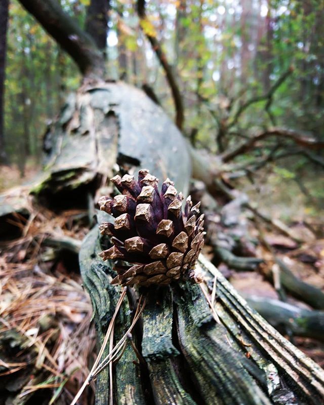 akademiehotel's tweet photo. Eine Wanderung durch die #dresdenerheide! So schön ist der Herbst bei uns hinterm Hotel 🍁🍂🌻#visitdresden #simplysaxony #herbst #autumn #hintermhaus #zapfen #wald #ruhe #ruhegenießen #waldluft #pilzsuche #baeume #tree #wood #einfachnurschön #tollertag… https://t.co/YuBbXm7SJw https://t.co/5G6hMB6gs0