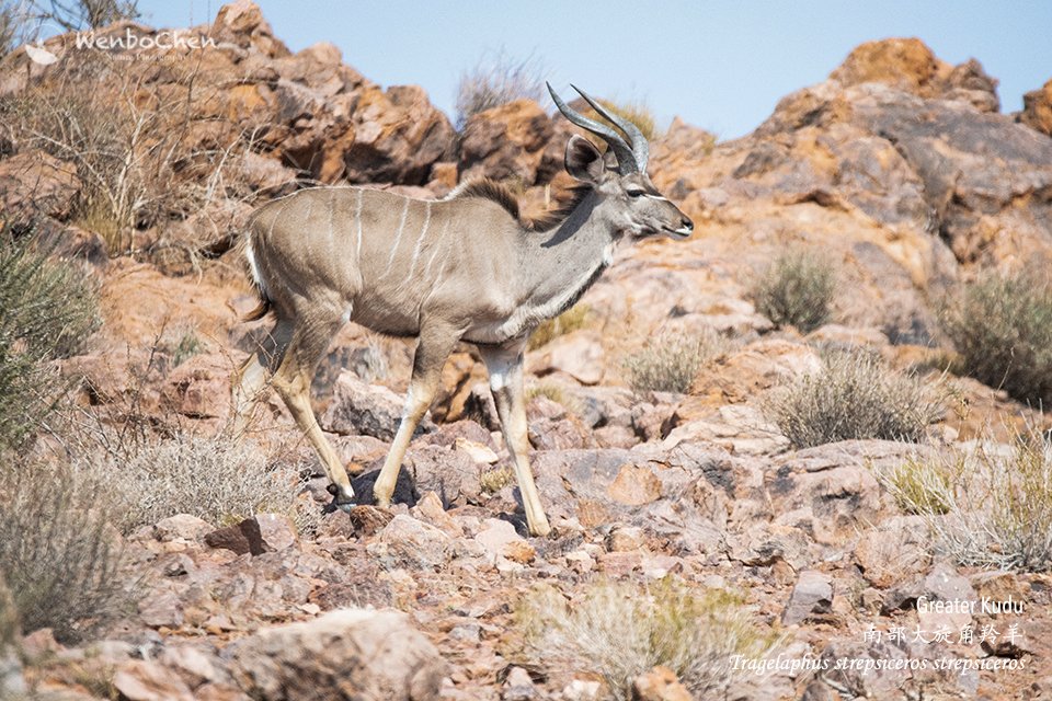 Run! My beautiful kudu, Kalahari desert is alive because of you! #kudu #Kalahari #NorthernCape #SouthAfricanWildlife #antelope #大旋角羚 #扭角林羚