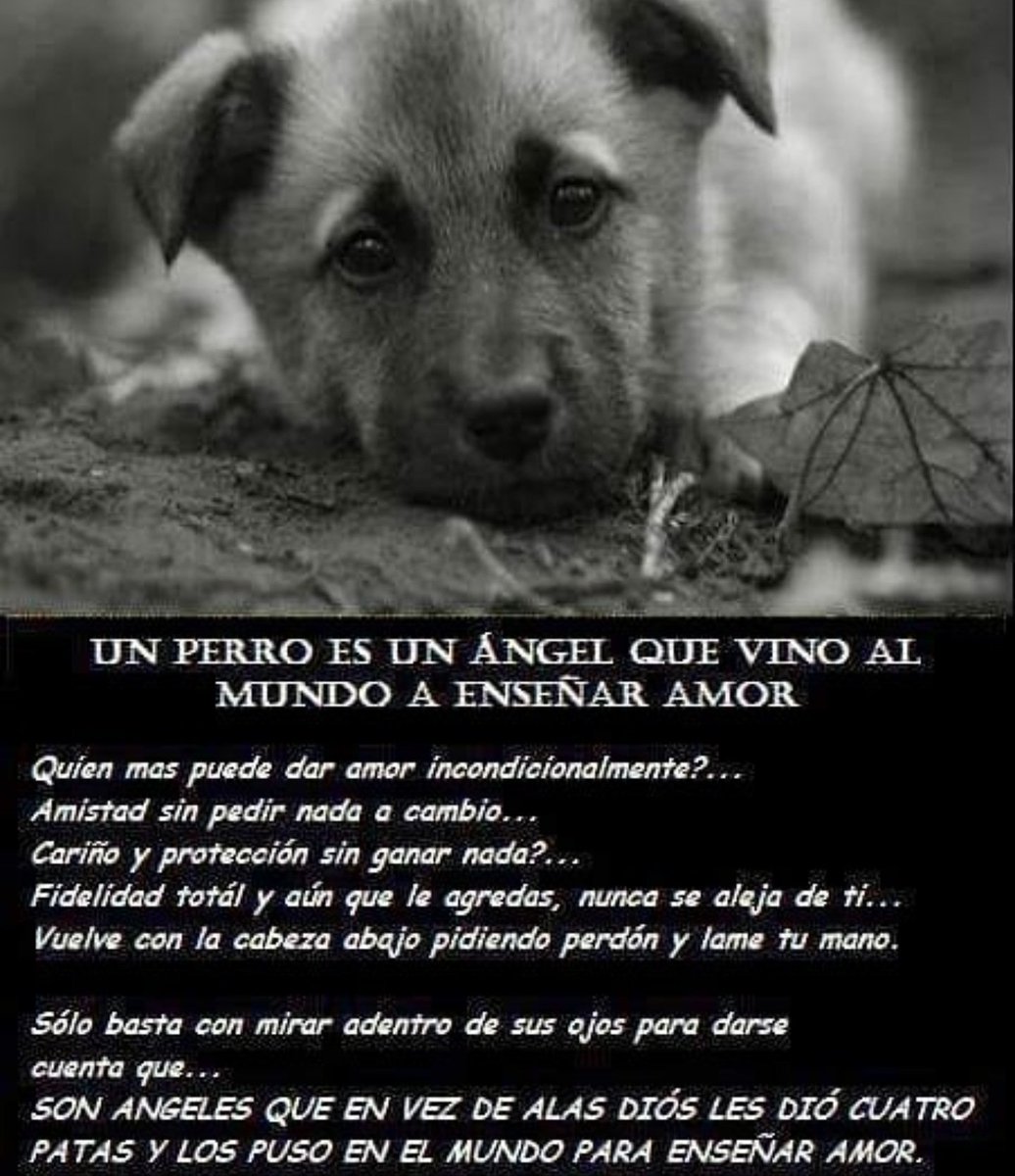 RosanaRosee's tweet photo. Hermoso y real!!❤❤
#buenosdiass #sonreirsiempre😊  #losextraño🐶 #domingosoleado☀️ #canela🐶 #adopta #amorperruno😍 #amorporlosanimales #amor #familia #vivir #serfeliz #disfrutarcadamomento❤️❤️ #rock #paz https://t.co/jdz0TeMhpQ