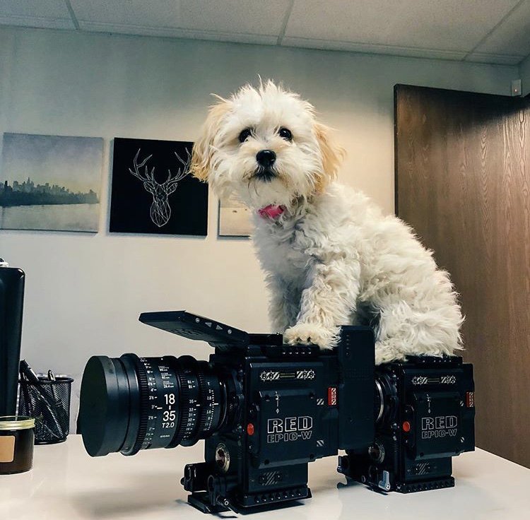 Cinematcher's tweet photo. Another day at the office 🐶
PC: @abandonvisuals 📸
https://t.co/wgfTtjhzYW
#Cinematcher #CrewGoals https://t.co/P2NUcQrZzf