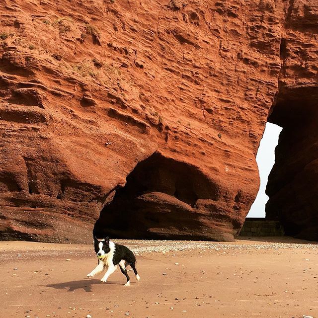Type1Turkey's tweet image. Ain’t nowhere like home! #bordercollie #beach #🎾 ift.tt/2y6mW8B
