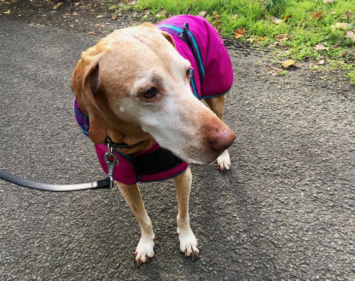 ZsofiaVarga3's tweet photo. Awww the little jacket is back on her🐕🐾 Süti is freezing 🐶#vizsla doesn’t like cold weather 😄 https://t.co/SH4kgsavYZ