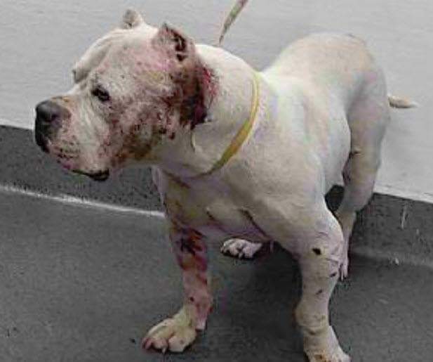 ColleenOwens4's tweet photo. #CA #DOWNEY
🆘🆘 BAIT DOG 🆘🆘 19-05650 LIZA a medium-sized female needs your help 😢 she didn't ask for this life 💔 she wonders if this is it - is this how it all ends after a life of horror? 😭 Or is there a life she has never known waiting for her 🙏🆘 https://t.co/sOuiCiy6Jz https://t.co/GY1CISlv2N