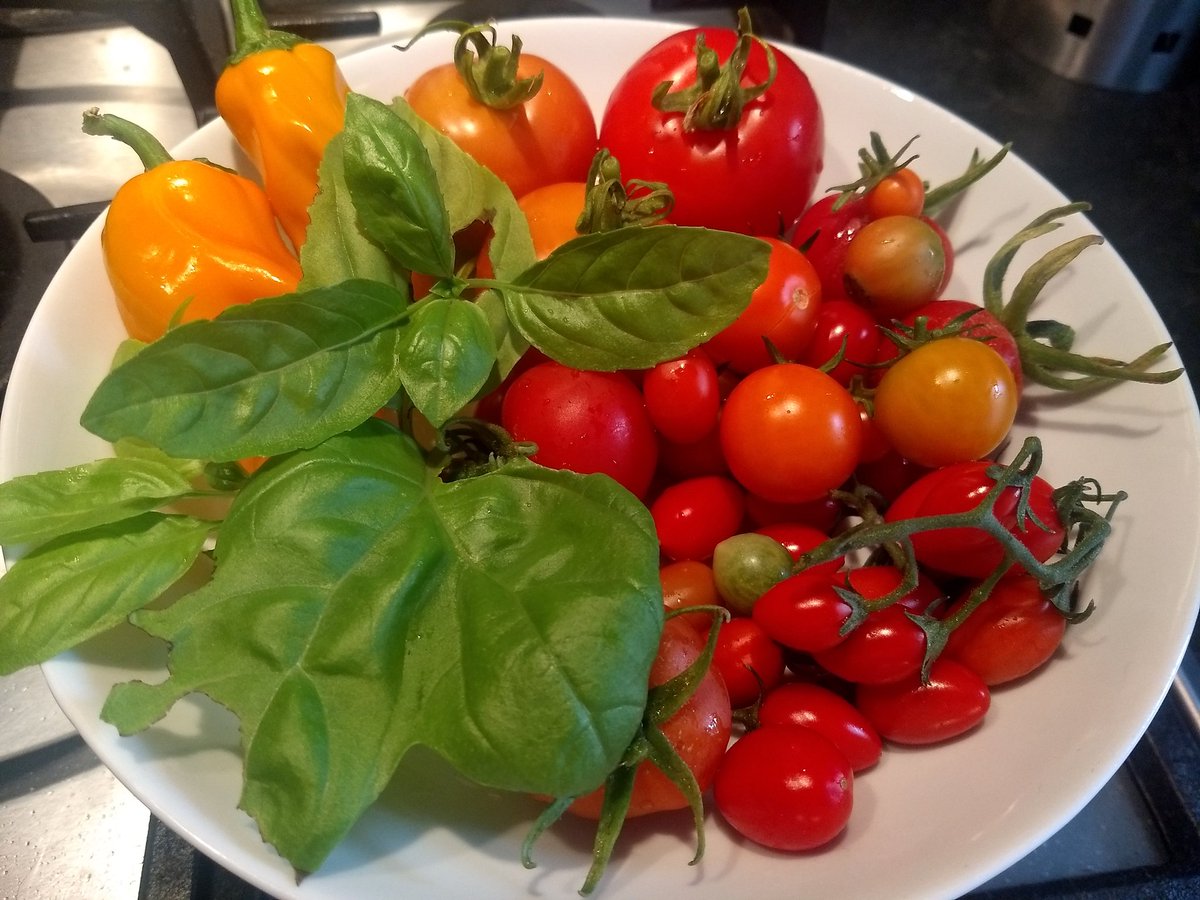 Aggie Ramsay (@aggieramsay) on Twitter photo Last if my ripe tomatoes me thinks next green tomato chutney #greenhouse #homegrown #fresh #tasty #tomatoes #sweet <a href="/OStoreys/">OorStoreys</a> Last if my ripe tomatoes me thinks next green tomato chutney #greenhouse #homegrown #fresh #tasty #tomatoes #sweet <a href="/OStoreys/">OorStoreys</a>