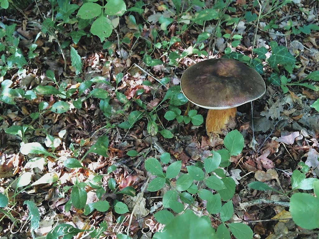 Queen Bolete olivetreebythesea.com/2018/10/07/que…