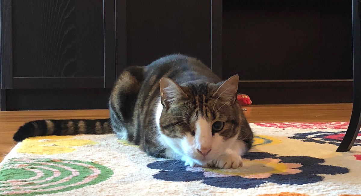 FilteredCat's tweet image. Wink needs only one eye to see the laser light. #oneeyedcatsoftwitter #oneeyedcatsofinstagram #onlycatcats #laserlight #catplay #ilovecats #kitty #oneeye #seattlecat #curiouscat #taylorswift