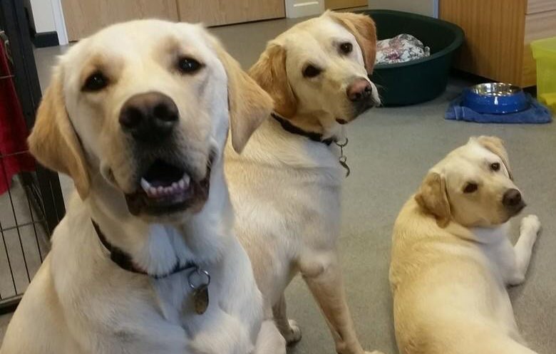 FundraisingDog's tweet photo. Watch out for us, we’ll have local #guidedog news as we #twitterpiggyback with the very generous @shrewsmorris during #GuideDogsWeek2018 We’re very excited by this fantastic opportunity #community #charity https://t.co/0TXRGfnVqY