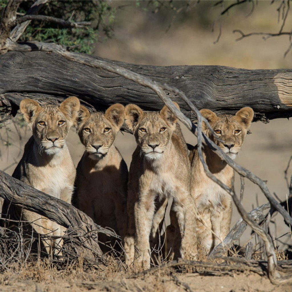AndreiAndrei63's tweet photo. Young lions. https://t.co/ODl9Vp0Bvr