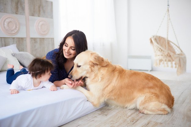 quironsalud's tweet photo. Buenos días. Los beneficios de las visitas caninas en los hospitales https://t.co/CH38Qalt4Y #FelizDomingo https://t.co/oWZfgzfN54