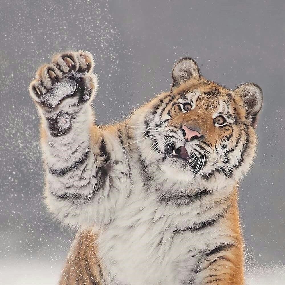 AndreiAndrei63's tweet photo. Tiger in the snow. https://t.co/Pw8TMaXG4C