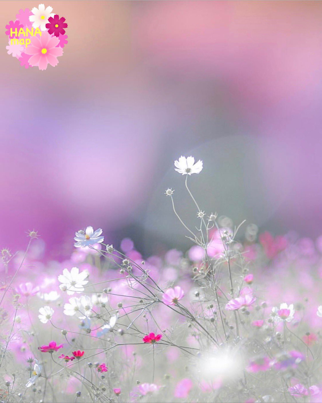 はなまっぷ🌸日本の美しい花風景 on X: 