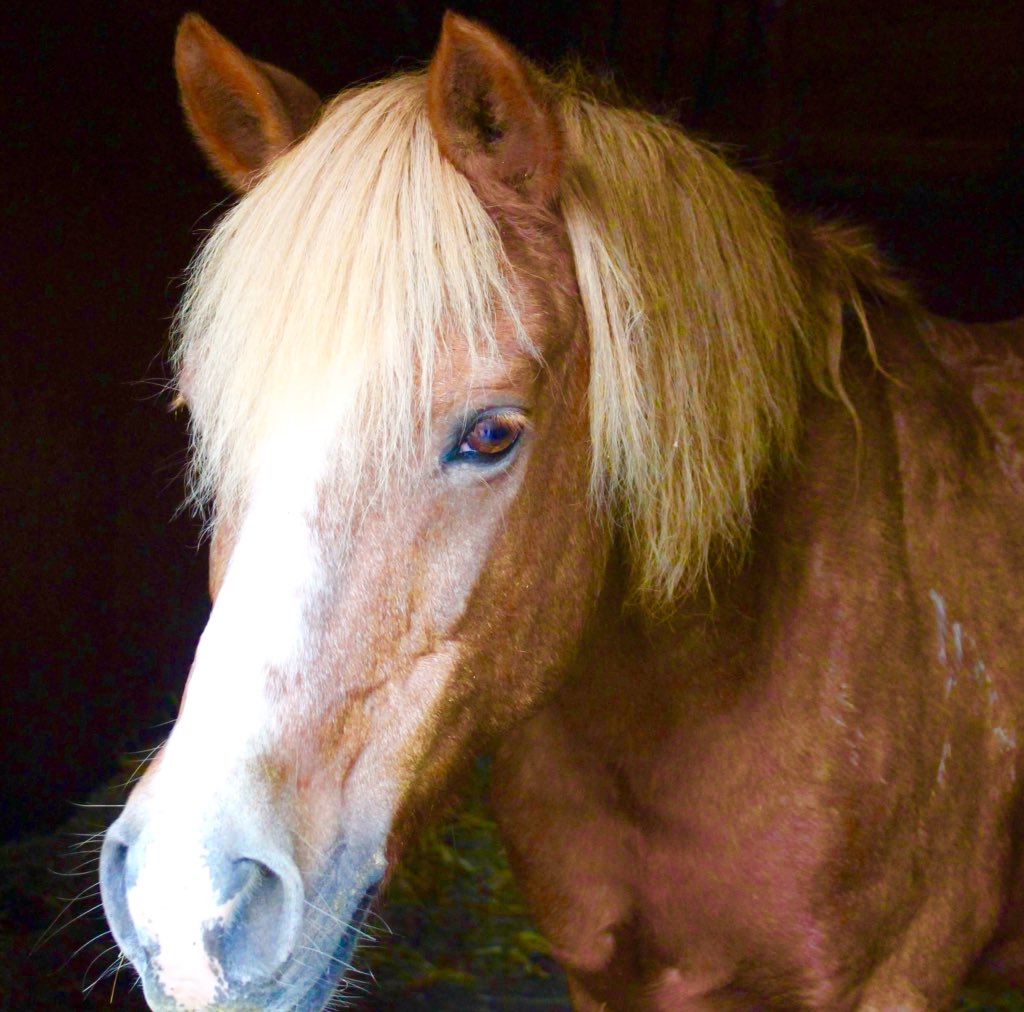 WellgroveRda's tweet photo. Some great pics of The Wellgrove Ponies...Bobby, Lottie, Princess &amp; Sparky ❤️🐴❤️ https://t.co/vhj2anW1zi