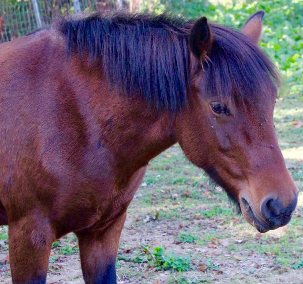 WellgroveRda's tweet photo. Some great pics of The Wellgrove Ponies...Bobby, Lottie, Princess &amp; Sparky ❤️🐴❤️ https://t.co/vhj2anW1zi