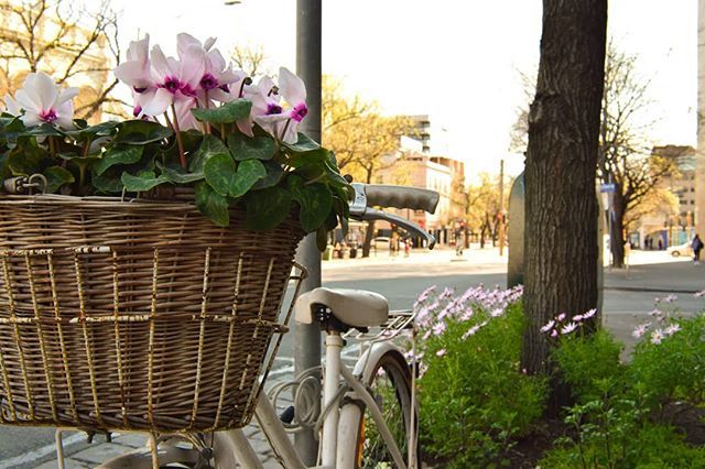 berke__bat's tweet photo. Fresh🌷🌱
•
Warm/sunny weather = warm tones
•
#flowers #bike #city #street #streetstyle #basket #road #tree #plants #nature #urban #modern #classic #vintage #warm #warmtones #orange #yellow #bright #daytime https://t.co/K2Kk7UTVXD