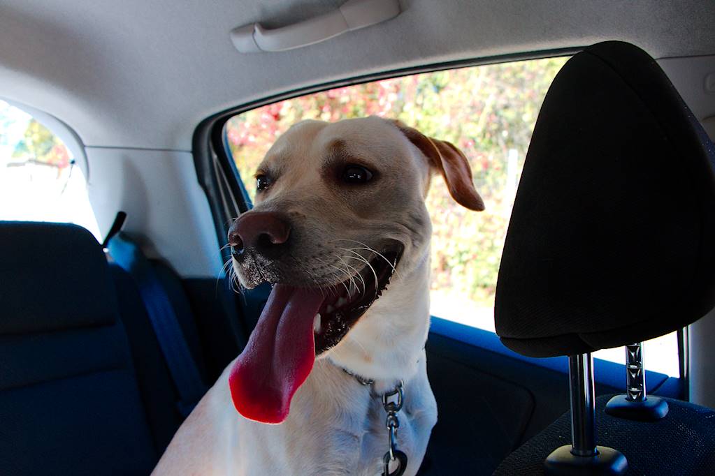 Fulcanelli89's tweet photo. Après la cage de la @SPA_Officiel de l'#Yonne, un tour en voiture, Orégane (anciennement Loca) découvre la campagne et ses animaux insolites 🐶🦄 https://t.co/dTe7o729Qm