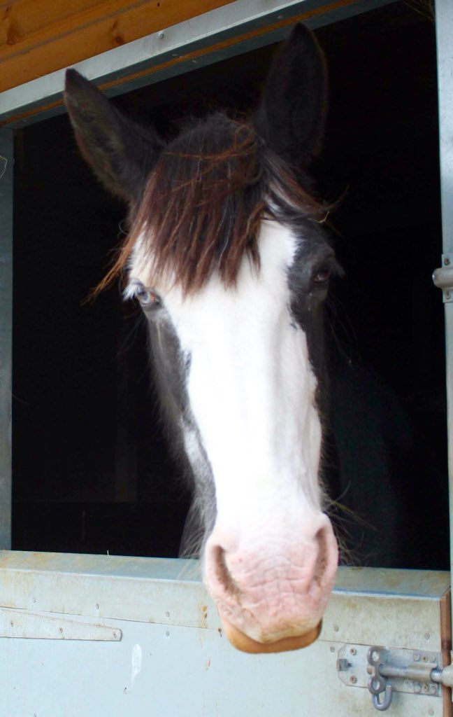 WellgroveRda's tweet photo. Here's Apple, Tom, Blue and mud monster Ronnie❤️🐴❤️ https://t.co/h9M3iPuDAX