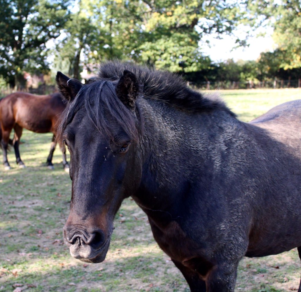 WellgroveRda's tweet photo. Here's Apple, Tom, Blue and mud monster Ronnie❤️🐴❤️ https://t.co/h9M3iPuDAX