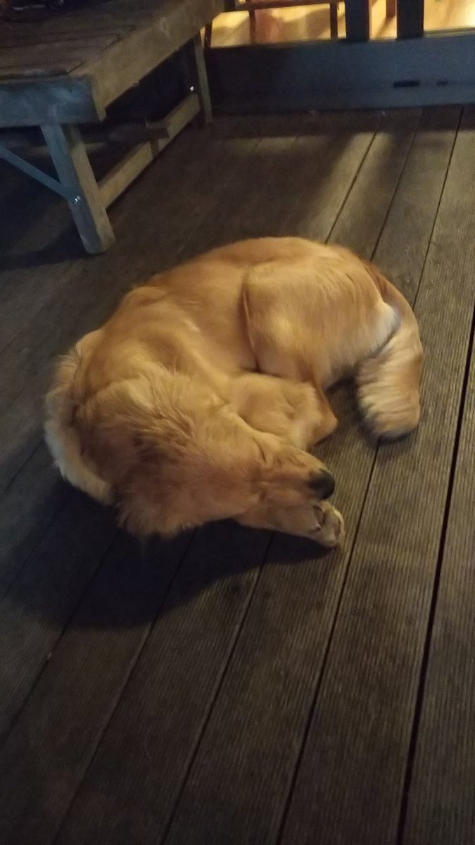 犬色 アビー Twitterren 薪運びのその後は ベランダで力尽きた お疲れ様 犬好きな人と繋がりたい 大型犬 ゴールデンレトリバー