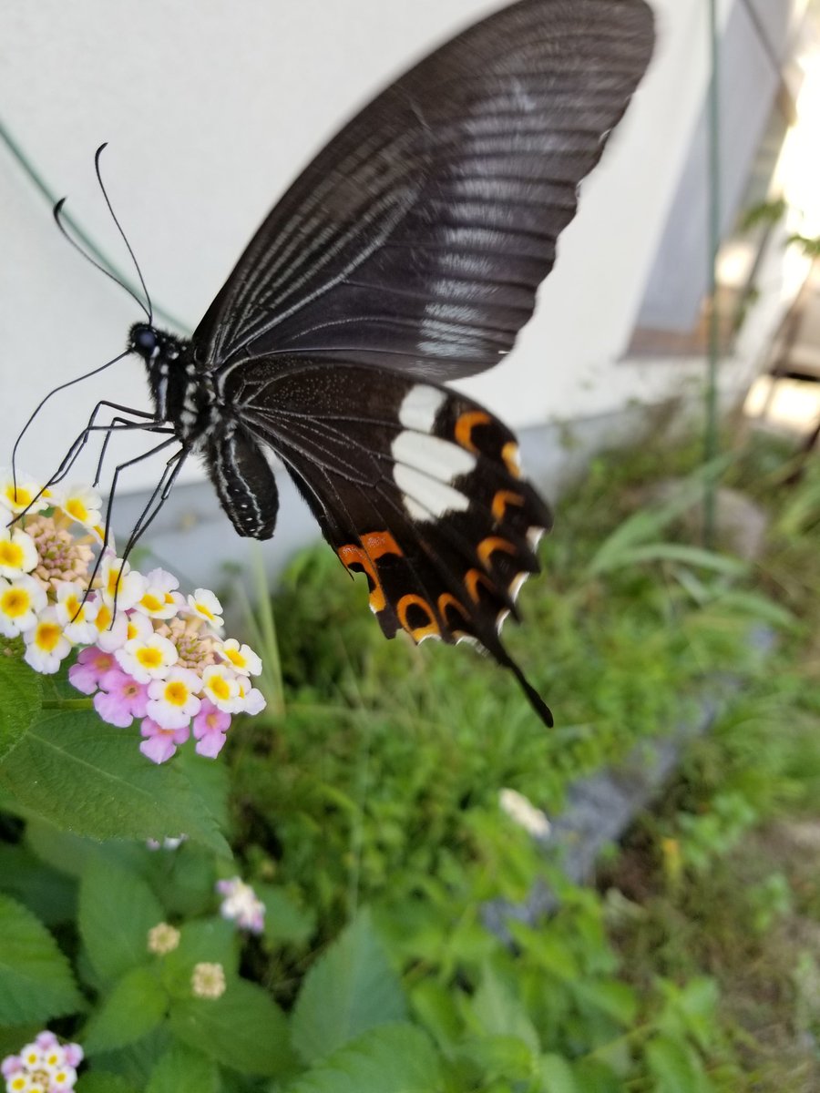 黒アゲハチョウ