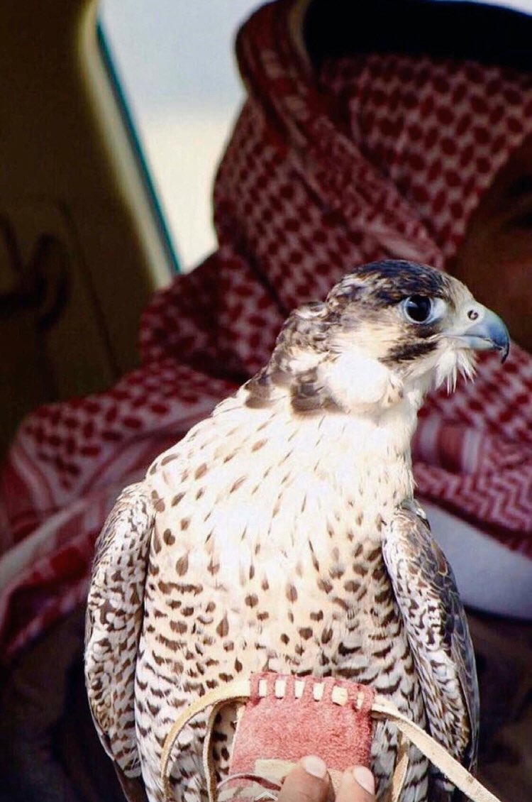 rakanalmshrafe's tweet photo. ﮼خل  ﮼الفعل  ﮼يا  ﮼صاحبي  ﮼قبل  ﮼الكلام 

 ﮼و ﮼ارقى  ﮼وحط  ﮼الطيب  ﮼في  ﮼راس  ﮼الھرم

  ﮼ترى  ﮼التواضع   ﮼والفعل   ﮼والإحترام 

 ﮼هذي  ﮼الصفات  ﮼اللي  ﮼عليھا ،  ﮼تحترم https://t.co/K1iaZMPCqT