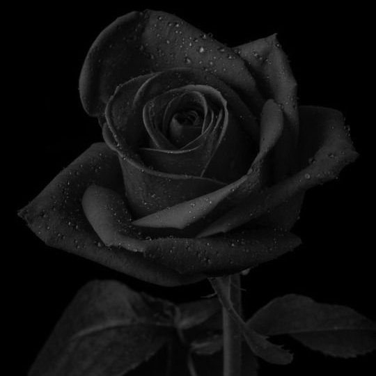 ทาวน์✡สหัสวรรษ tweet media