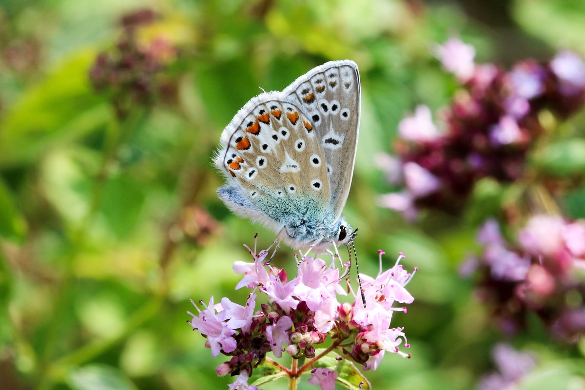 KevinB39's tweet photo. What I love about #macrophotography is that it has opened up a window to the beauty of the creatures which could be easily overlooked but are in fact superstars of our natural world!
@savebutterflies @WildlifeMag @Natures_Voice #localpatchreporters https://t.co/LIIQSy0kce https://t.co/USm5cYn6B6