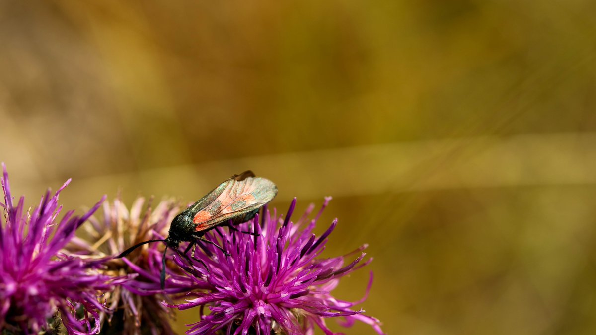 KevinB39's tweet photo. What I love about #macrophotography is that it has opened up a window to the beauty of the creatures which could be easily overlooked but are in fact superstars of our natural world!
@savebutterflies @WildlifeMag @Natures_Voice #localpatchreporters https://t.co/LIIQSy0kce https://t.co/USm5cYn6B6
