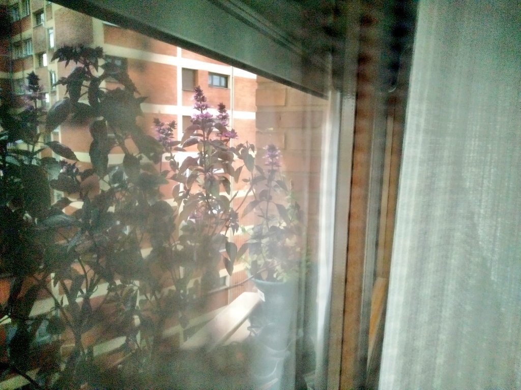 apneamarina's tweet photo. Donde sea y como sea, ventanas siempre verdes #windowfarming #JardinearRadio3 Albahacas moradas y hierbabuena https://t.co/lLoTFpPLZF