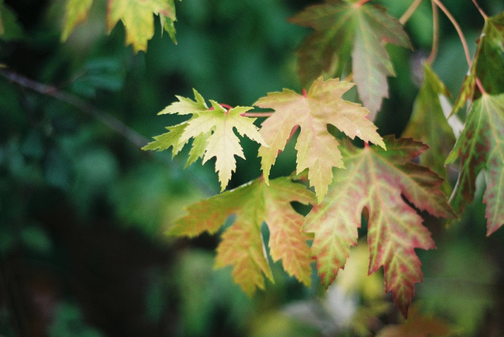 sisboombah's tweet image. Pentax-M Vs A: The Battle of the 50mm 1:1.7 Lens Part One #FilmPhotography #PentaxLens #LensTest fillingthetime.com/2018/10/07/pen…