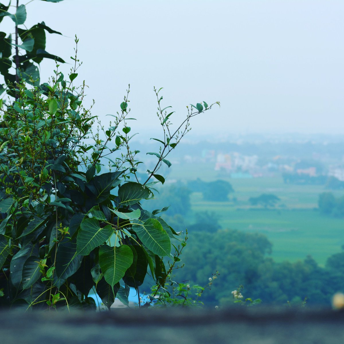 SmitaPati's tweet photo. Bhubaneswar, ypu are beautiful!
#Bhubaneswar #beautiful #bbsr #IncredibleIndia #nature #naturephotography #green #Odisha #ProudOdiya https://t.co/5nKwNZJvjW