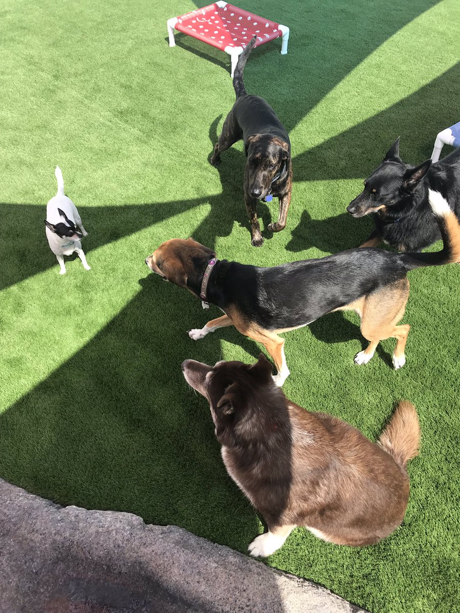 CampMutt's tweet photo. #cramlax #daycare #puppylove # https://t.co/aAYUoi7cpS