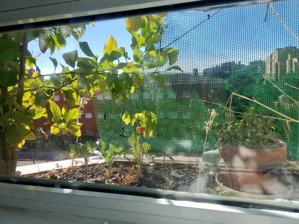 MiguelTM80's tweet photo. @apneamarina #JardinearRadio3
¡me encanta!!! #windowfarming https://t.co/42edGP9xUP